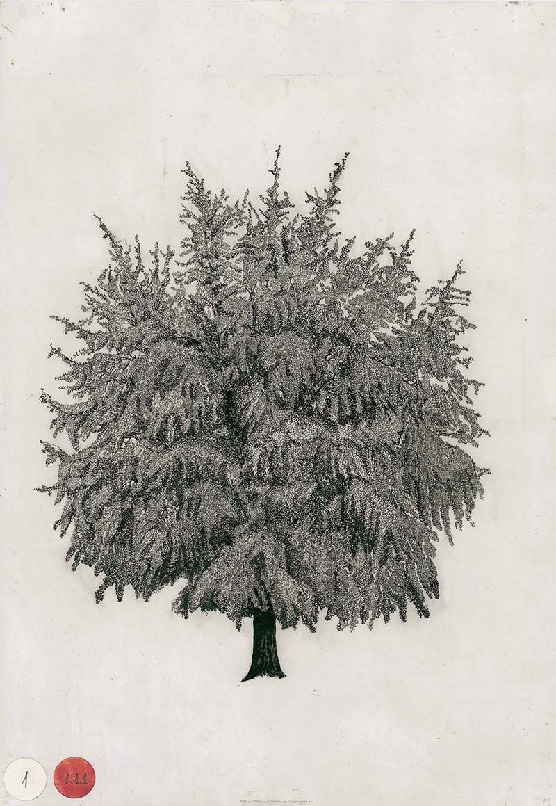 FE-2023-C.Leonardi-F.Stagi-disegni-da-L’Architettura-degli-Alberi