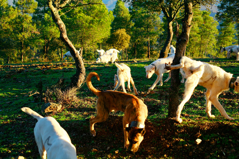 Untitled (Dog), Spain 2008 © Ricardo Cases