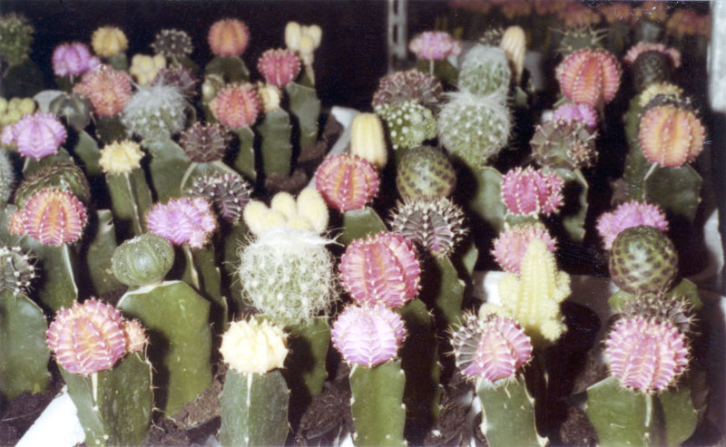 Sergio Romagnoli, Gymnocactus © Doriana Romagnoli