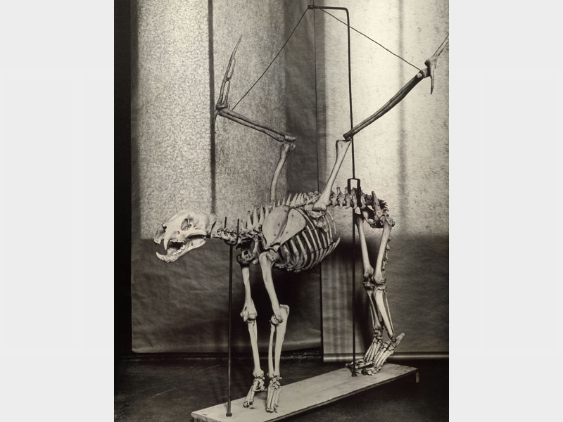 FAUNA-01 Fauna: Felis penatus, circa 1930 Photo by Hans von Kubert