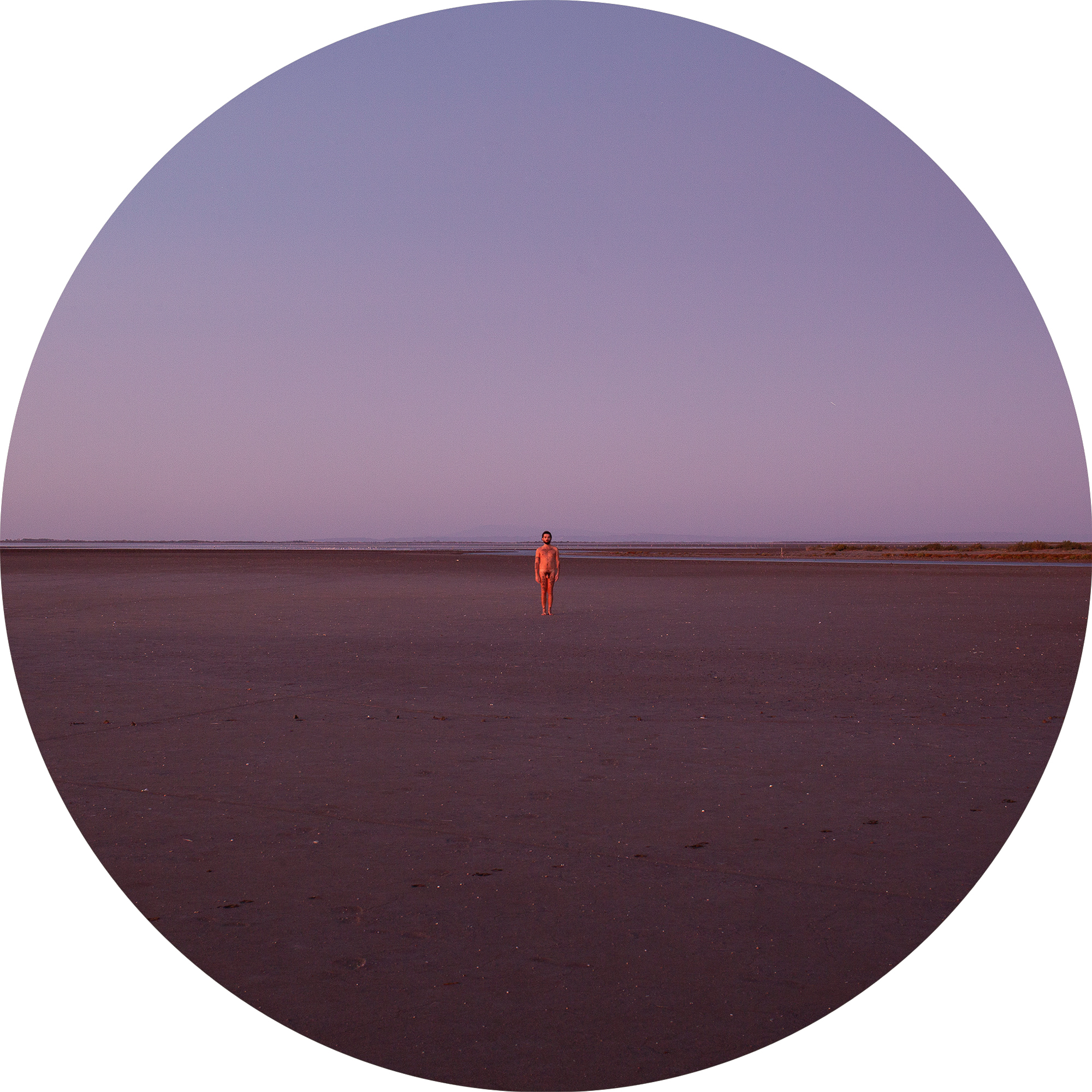 Giuseppe Martella_Dead Sunflower