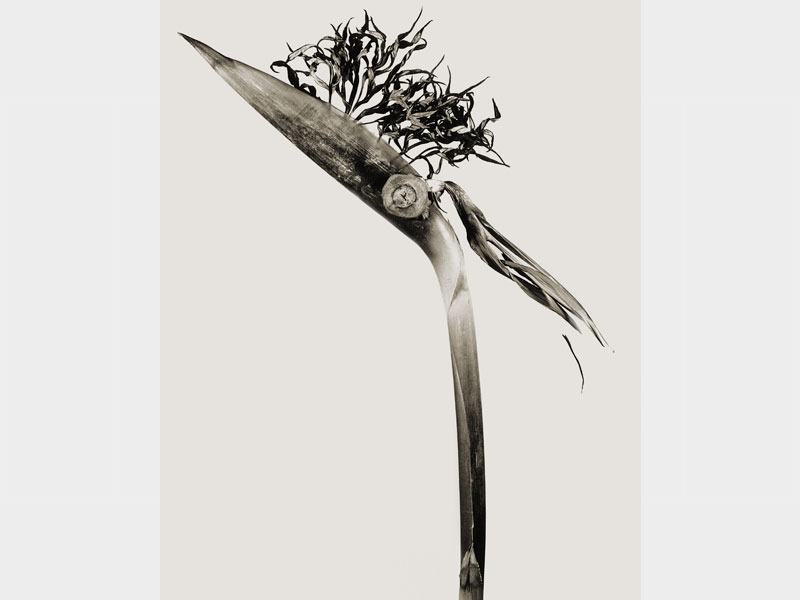 fauna-02 Herbarium: Giliandria escoliforcia, 1984