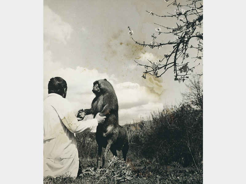 fauna-03 Fauna: Centauris Neardentalensis, senza data Photo by Hans von Kubert