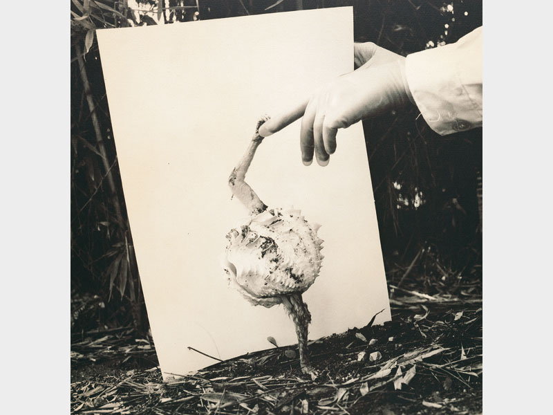 Fauna: Micostrium vulgaris, senza data. Photo by Hans von Kubert