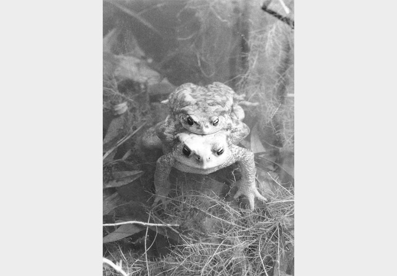 frogs Sergio Romagnoli, Two frogs © Doriana Romagnoli